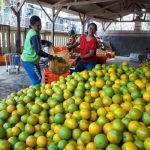 fumigasi buah buahan