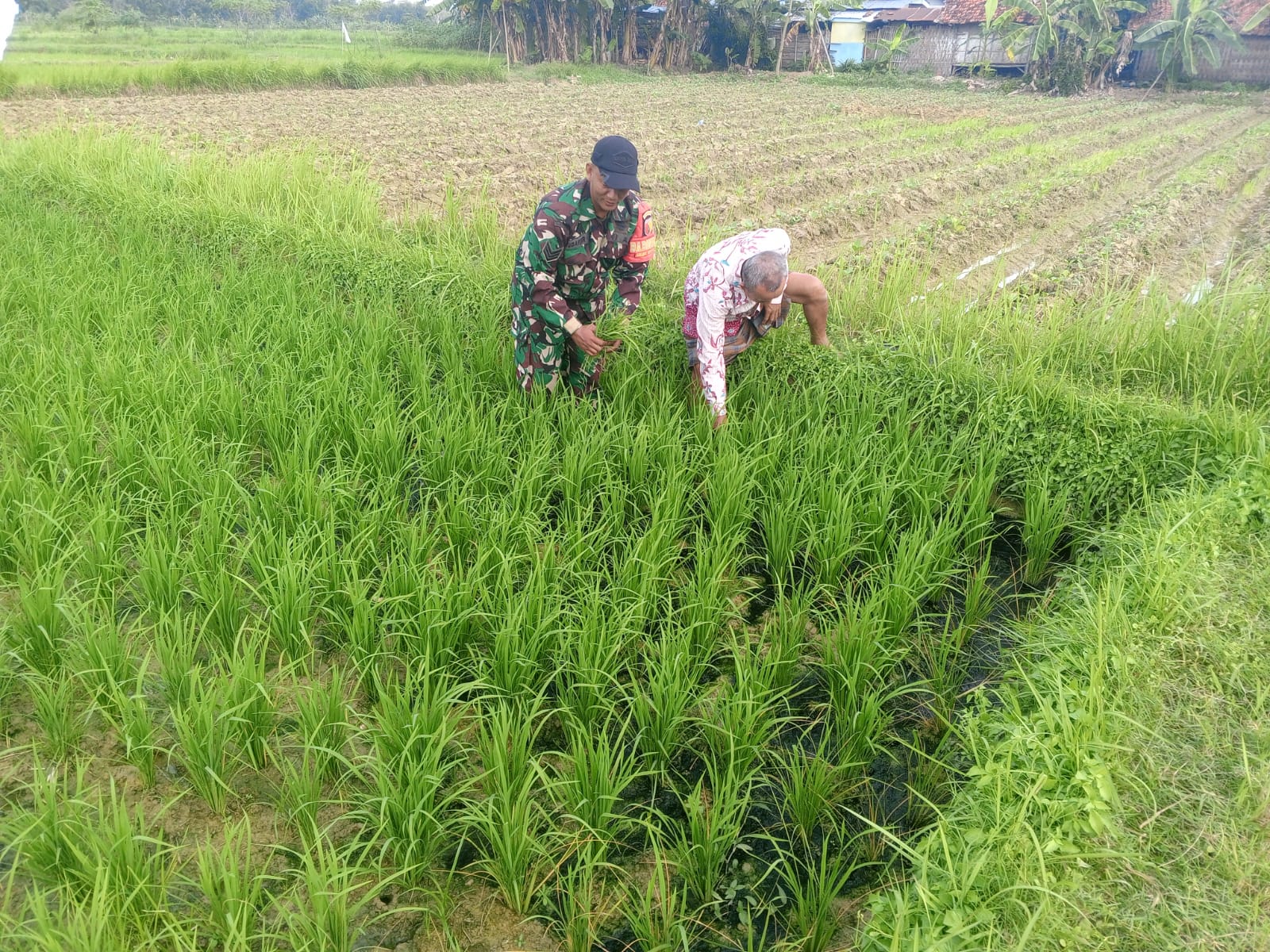 IMG-20250609-WA0091